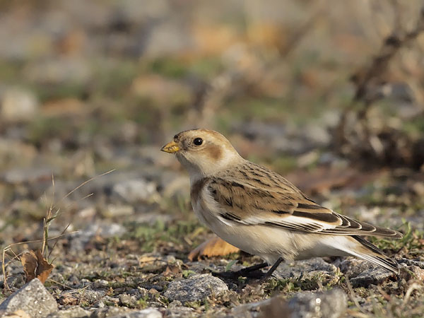 Pulmunen, Snow Bunting, Plectrophenax nivalis